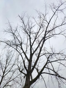 枯枝