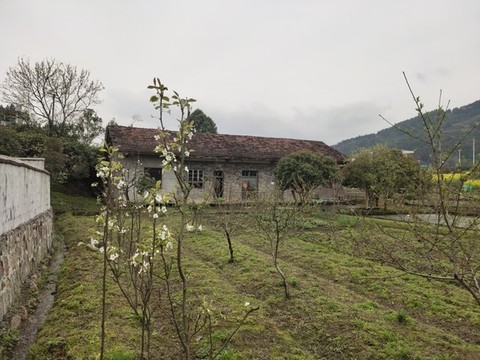 果樹種植