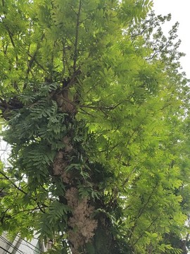 楓楊