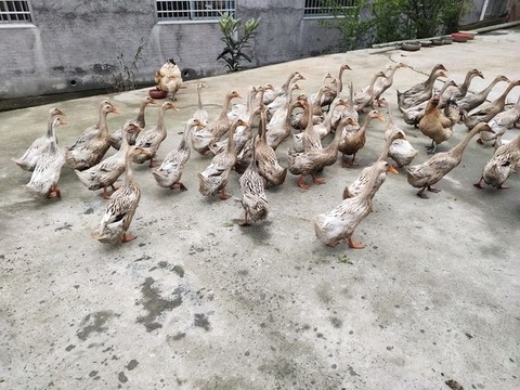 麻鴨養(yǎng)殖