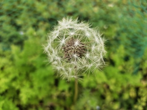 蒲公英