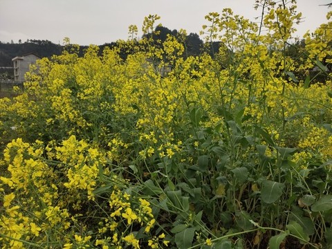 油菜花花