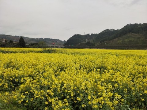 油菜花開