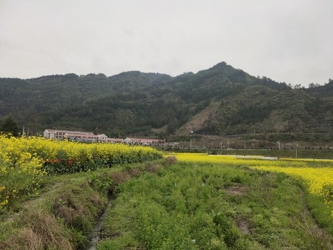 油菜花