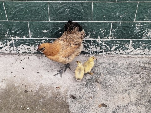 母雞與小鴨子特寫
