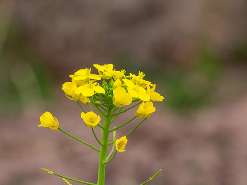 油菜花