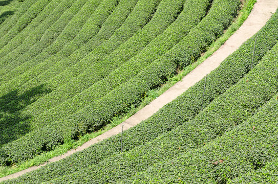 春天的茶園