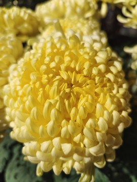 菊花
