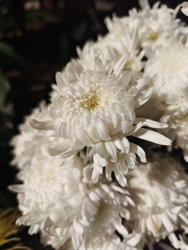 菊花