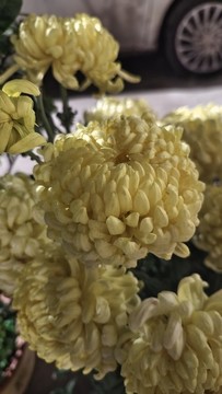 菊花