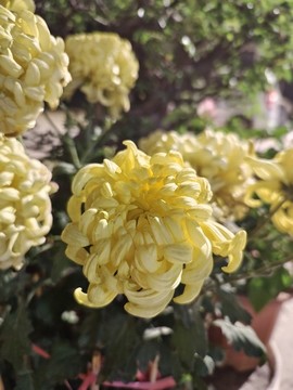 菊花