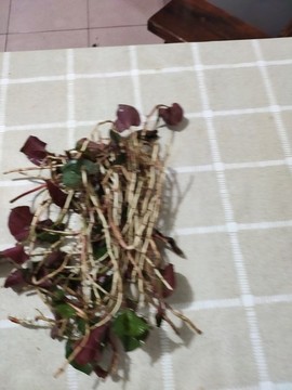 魚(yú)腥草特寫(xiě)