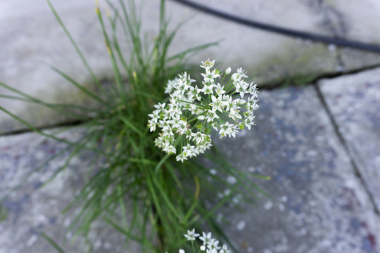 石縫中的韭菜開花了