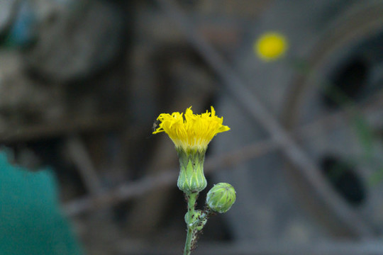 苣荬菜的花