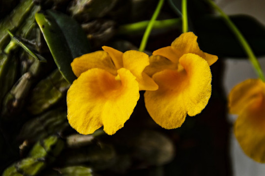 石斛花