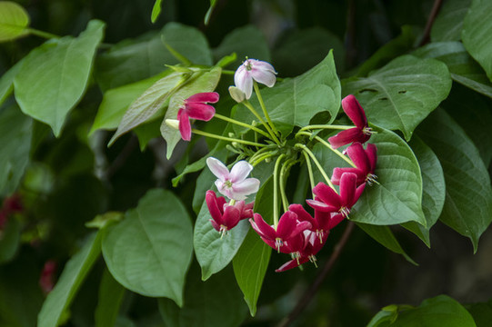 使君子花