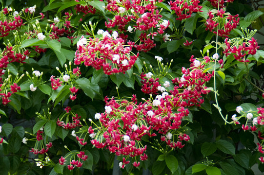 使君子花