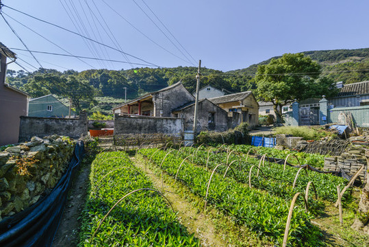 鄉(xiāng)村菜園