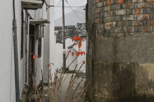 天童老街巷