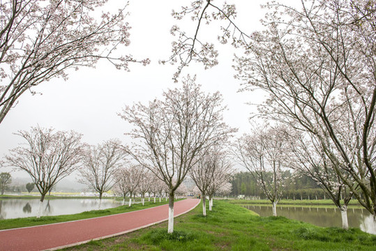 櫻花園
