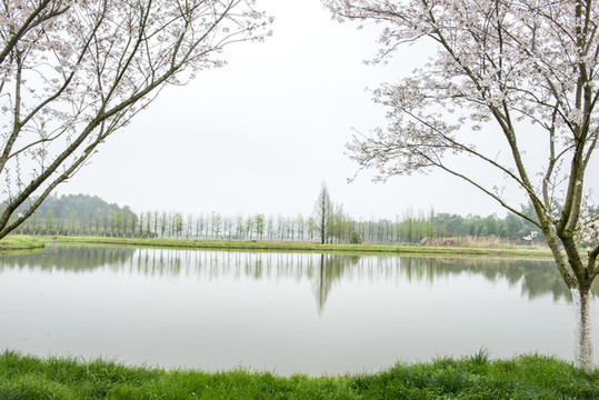 櫻花