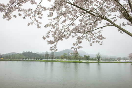 櫻花