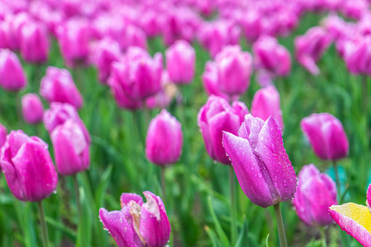 郁金香花海