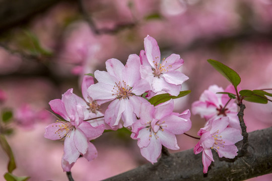 海棠花開(kāi)