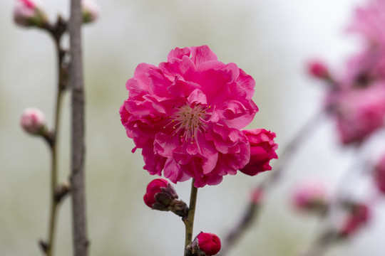 盛開的桃花