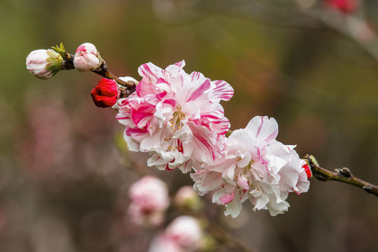 桃花朵朵開