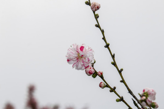粉面桃花