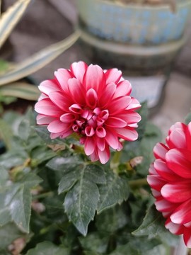 小麗花