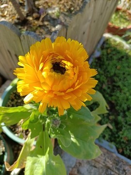 金盞菊