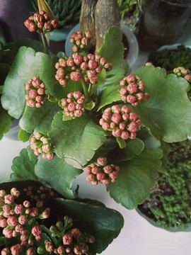 長壽花