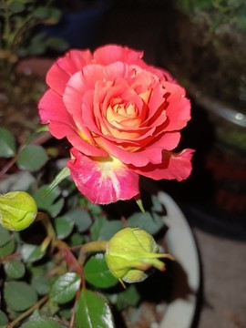 月季花
