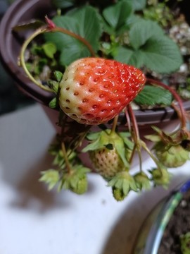 草莓