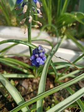 葡萄風(fēng)信子