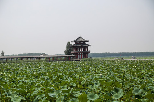 濟(jì)寧微山湖風(fēng)景名勝區(qū)荷園