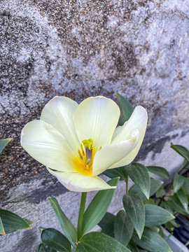 盛開(kāi)的郁金香