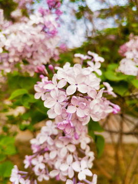 丁香花