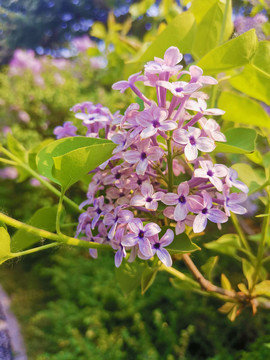 丁香花