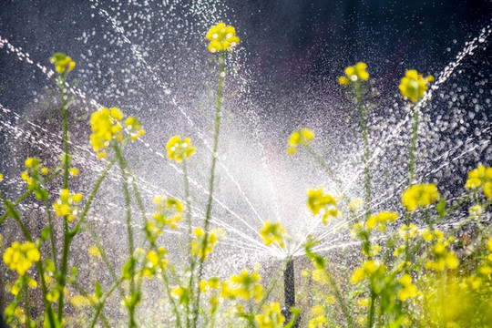 自動澆灌花卉
