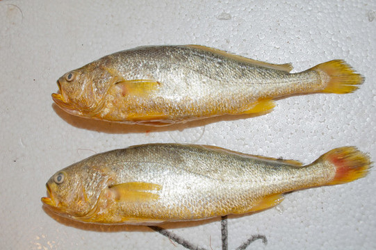 黃姑魚
