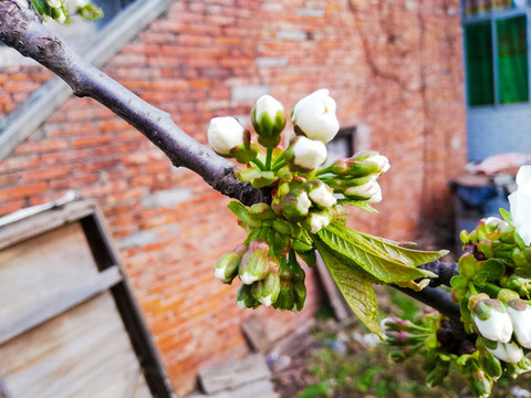 櫻花樹(shù)