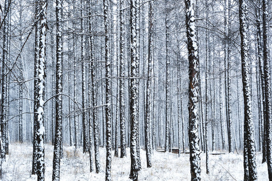 白雪松林