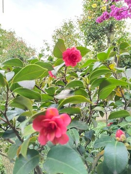月季花