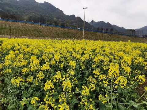 油菜花田