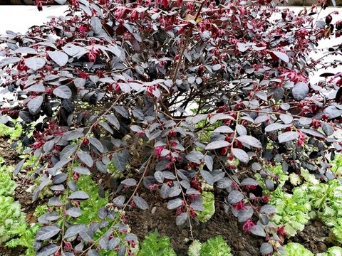 紅花檵木