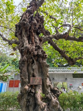 構(gòu)樹(shù)