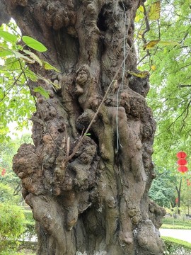 構(gòu)樹